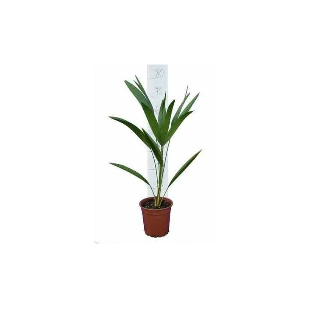 Chamaerops humilis (palmier doum)- pot de 280l 250/300cm