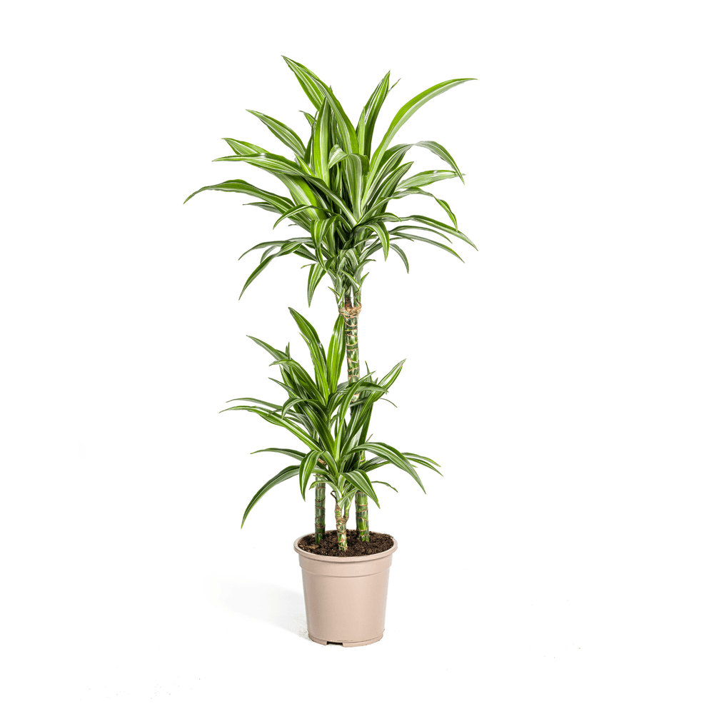 Dracaena deremensis white stripe ø21cm - ↕90 - 110cm - plantes d'intérieur
