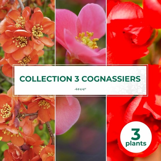 Collection de 3 cognassiers