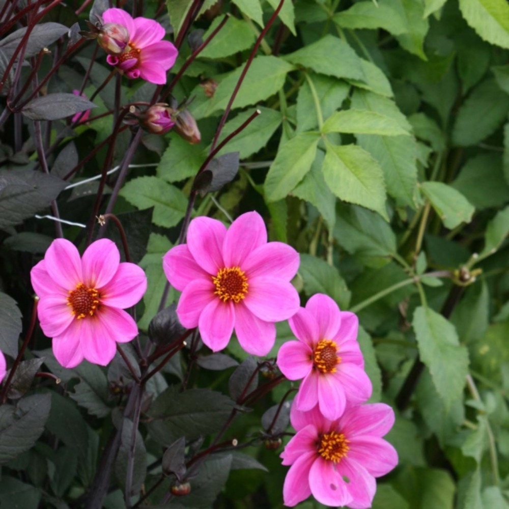 Dahlia à fleurs simples 'happy single juliet' bulbe calibre i (par 3)