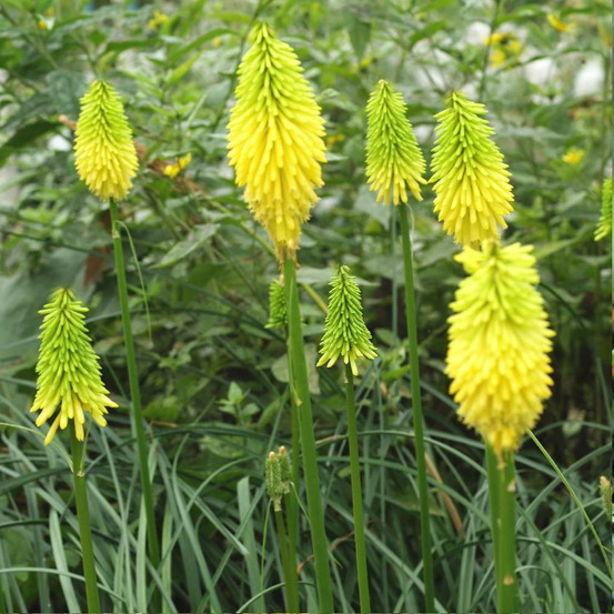 Kniphofia, tison de satan bee's lemon lot de 9 godets