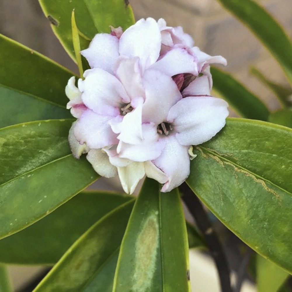 Bois-joli 'perfume princess' pot de 2l/3l