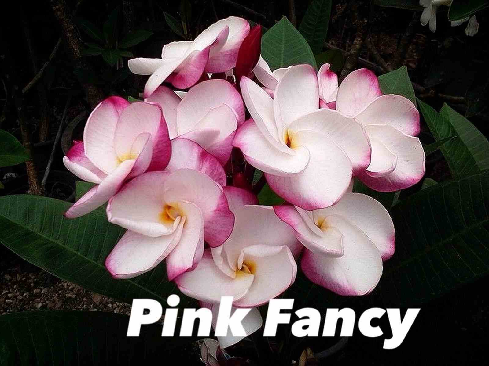 Plumeria rubra "pink fancy" (frangipanier) taille pot de 2 litres ? 20/30 cm -   blanc et rose
