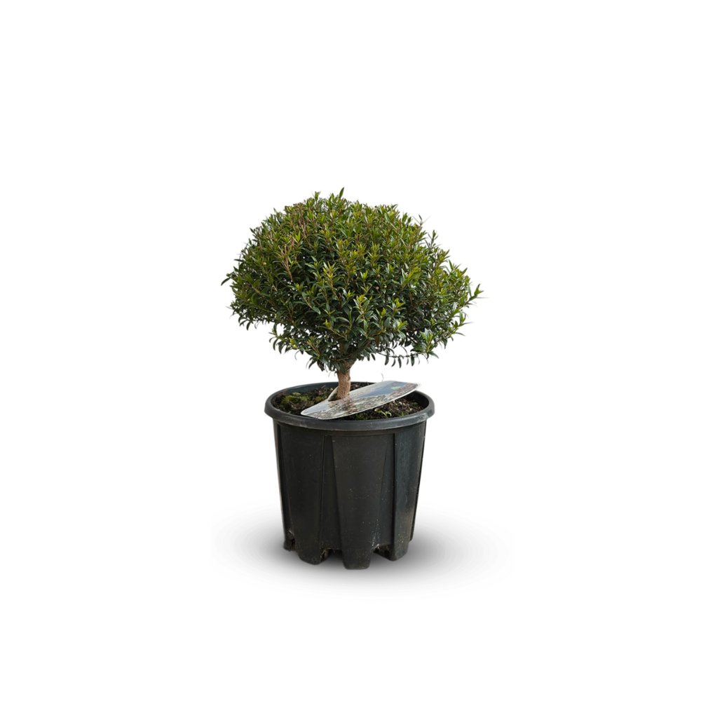 Myrte commune touffe - myrtus communis - arbre méditerranéen - arbre fleuri - ↕ 35-40 cm - ⌀ 18 cm