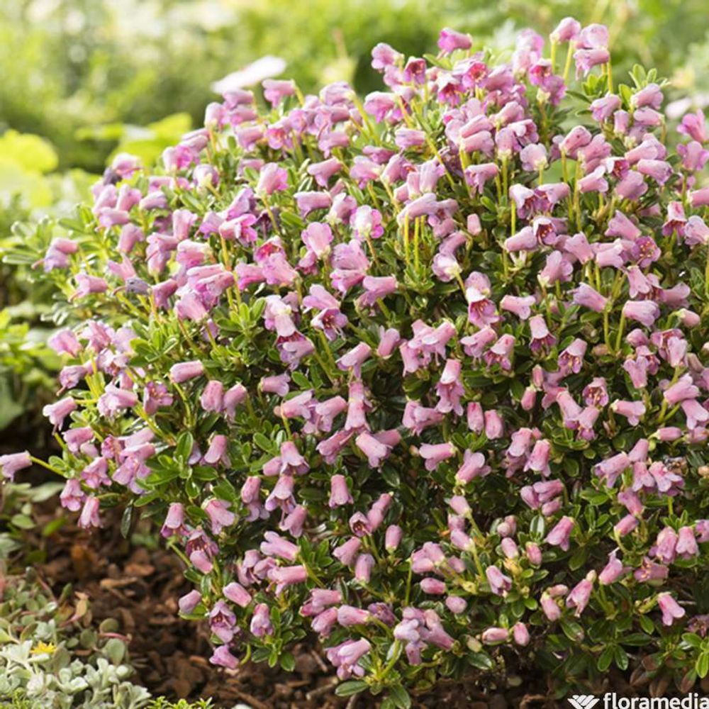 Rhododendron 'myrtilloides':pot 2l | Truffaut