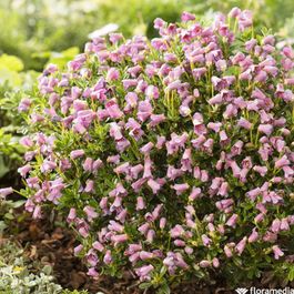 2l Pot Rhododendron Rhododendron 'myrtilloides':pot 2l | Truffaut