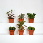 Coffret succulente - lot de 6 plantes, h12cm - coffret cadeau mini plante