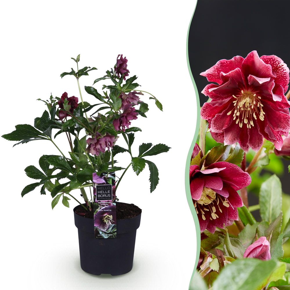 Hellébore double ellen red - h 35 cm, pot ø14 cm