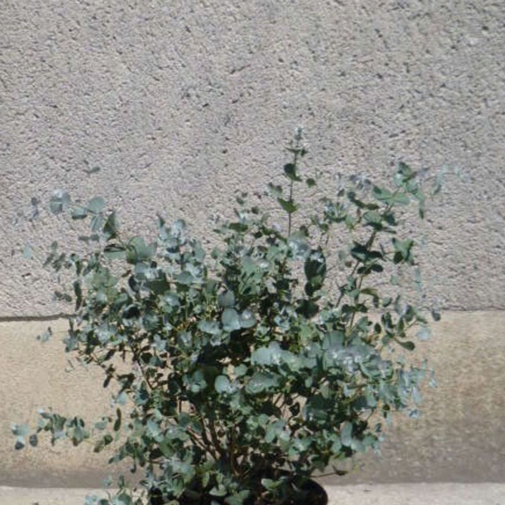 Eucalyptus baby blue, gommier argenté pot de 4l - 40/60 cm