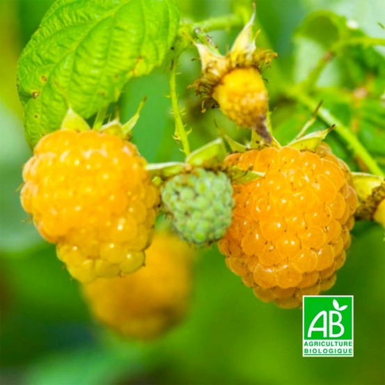 Framboisier Blanc 'Fall Gold' BIO…