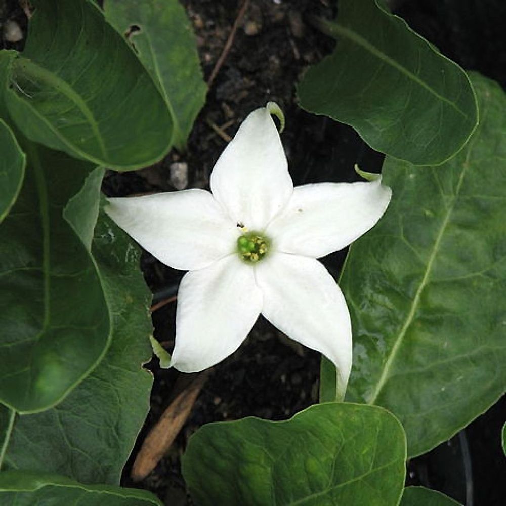 Jaborosa integrifolia godet de 8/9 cm