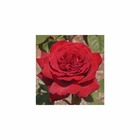 Rosier à grandes fleurs rouge 'Botero®' Meiafone : en motte