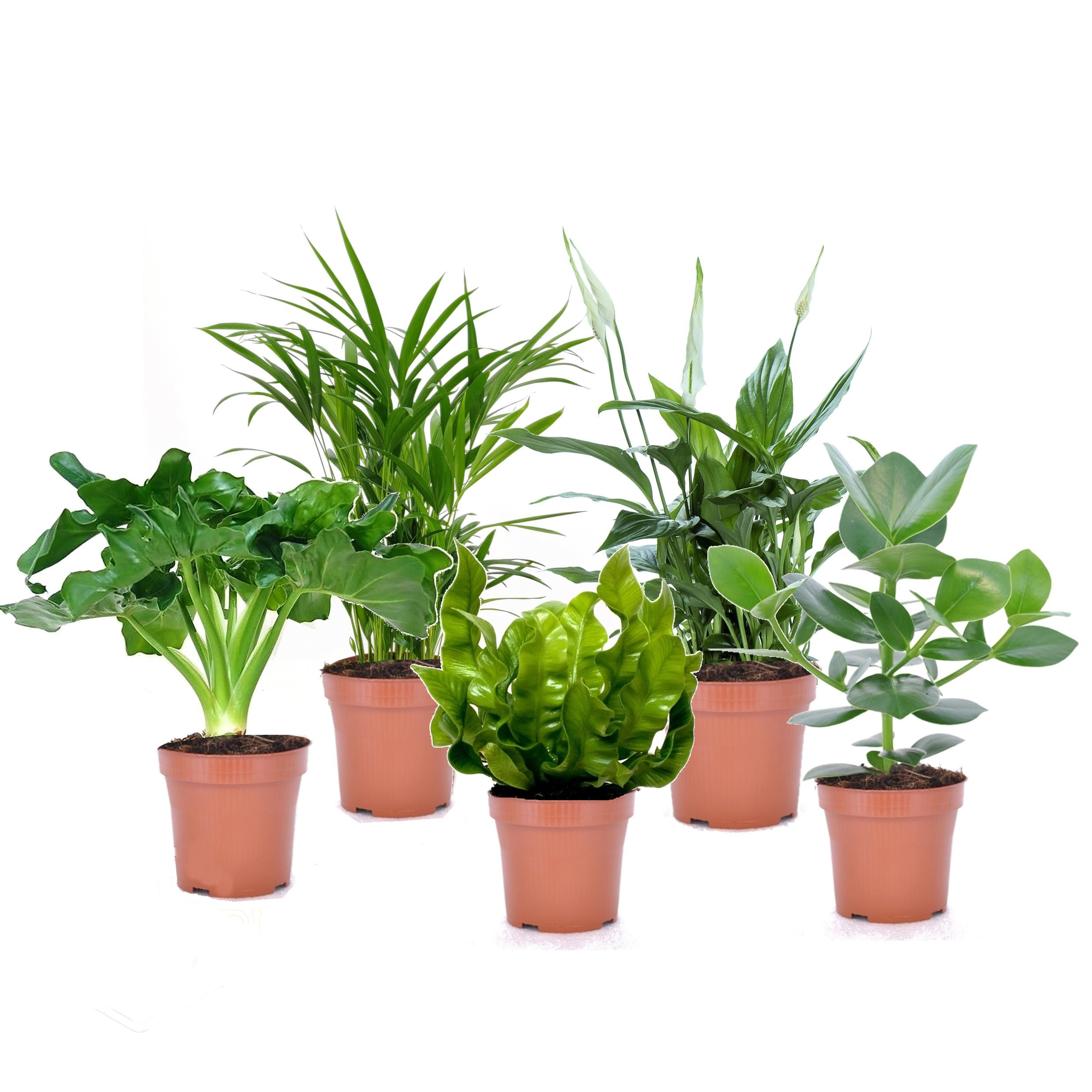 Calathea orbifolia - plante paon - plante d'intérieur - purificateur d'air  - ⌀14 cm - ↕40-45 cm