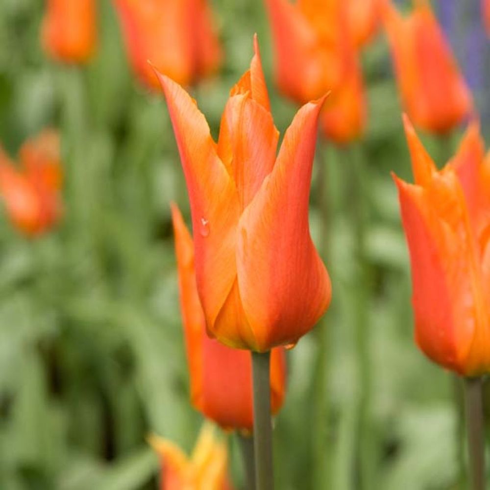 Tulipe fleur de lis 'ballerina' bulbe calibre 11/12 (par 10)