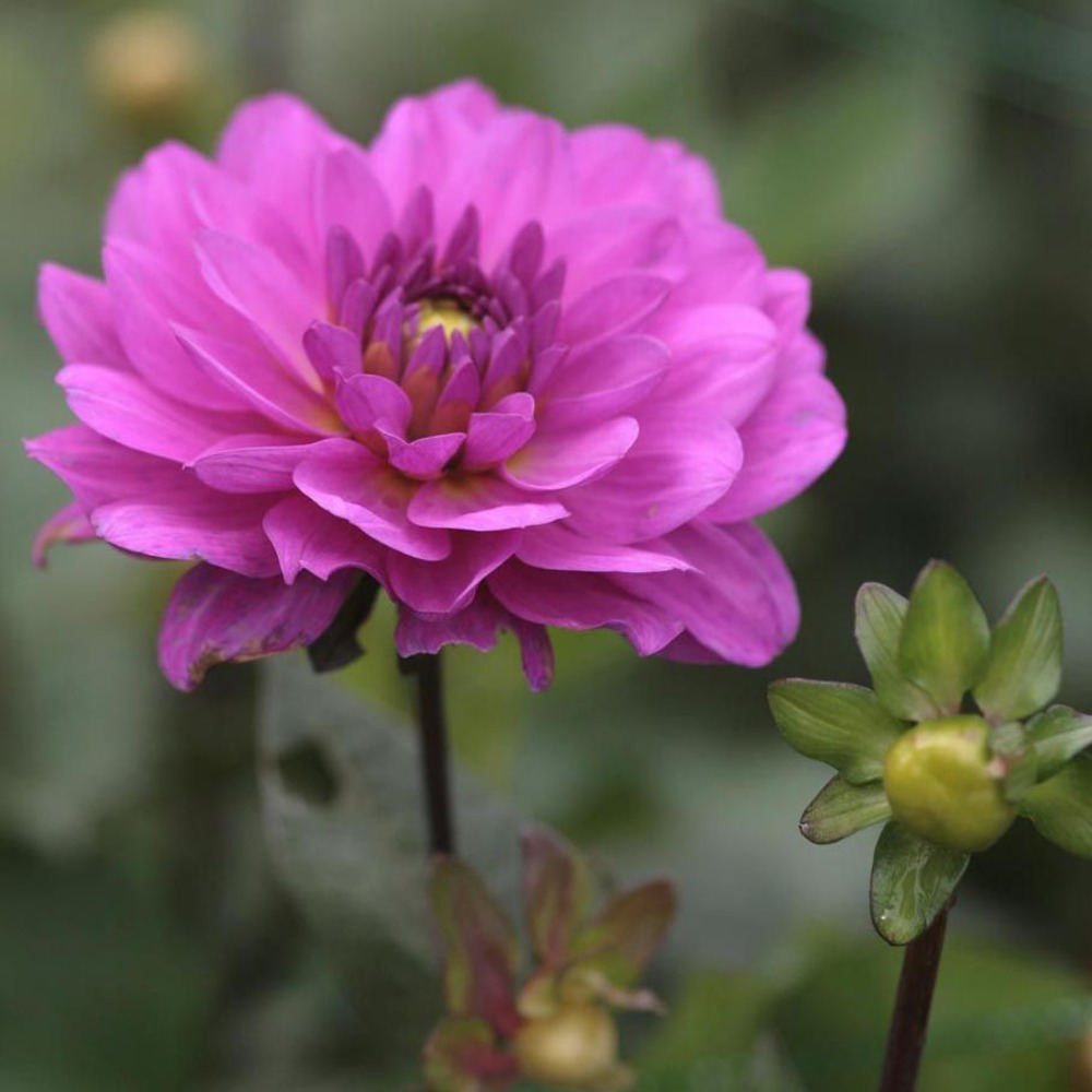 Dahlia camélia 'karma lagoon' bulbe calibre i