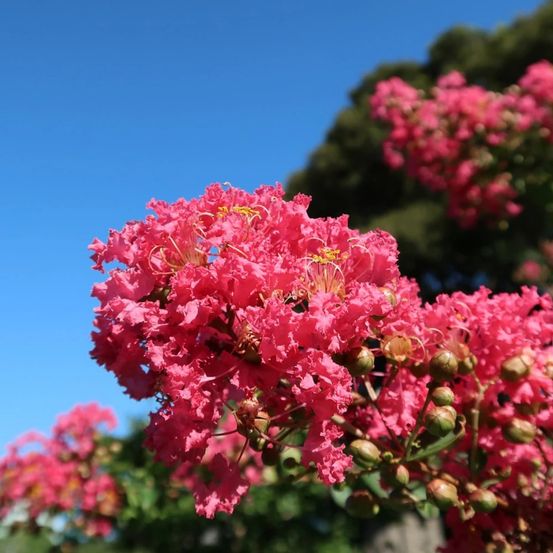 Lilas des indes petit´ canaille® rouge, lagerstroemia pot de 3l - touffe