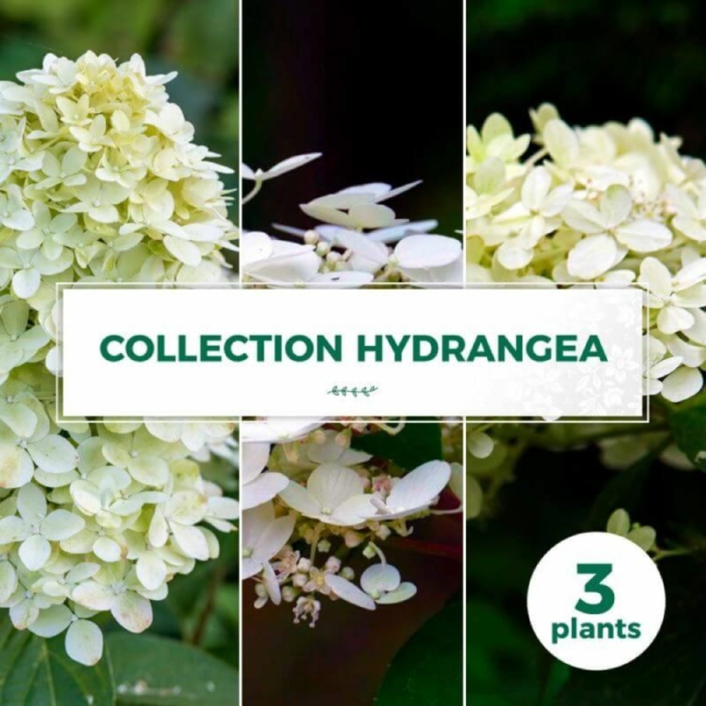 Collection 3 hydrangea