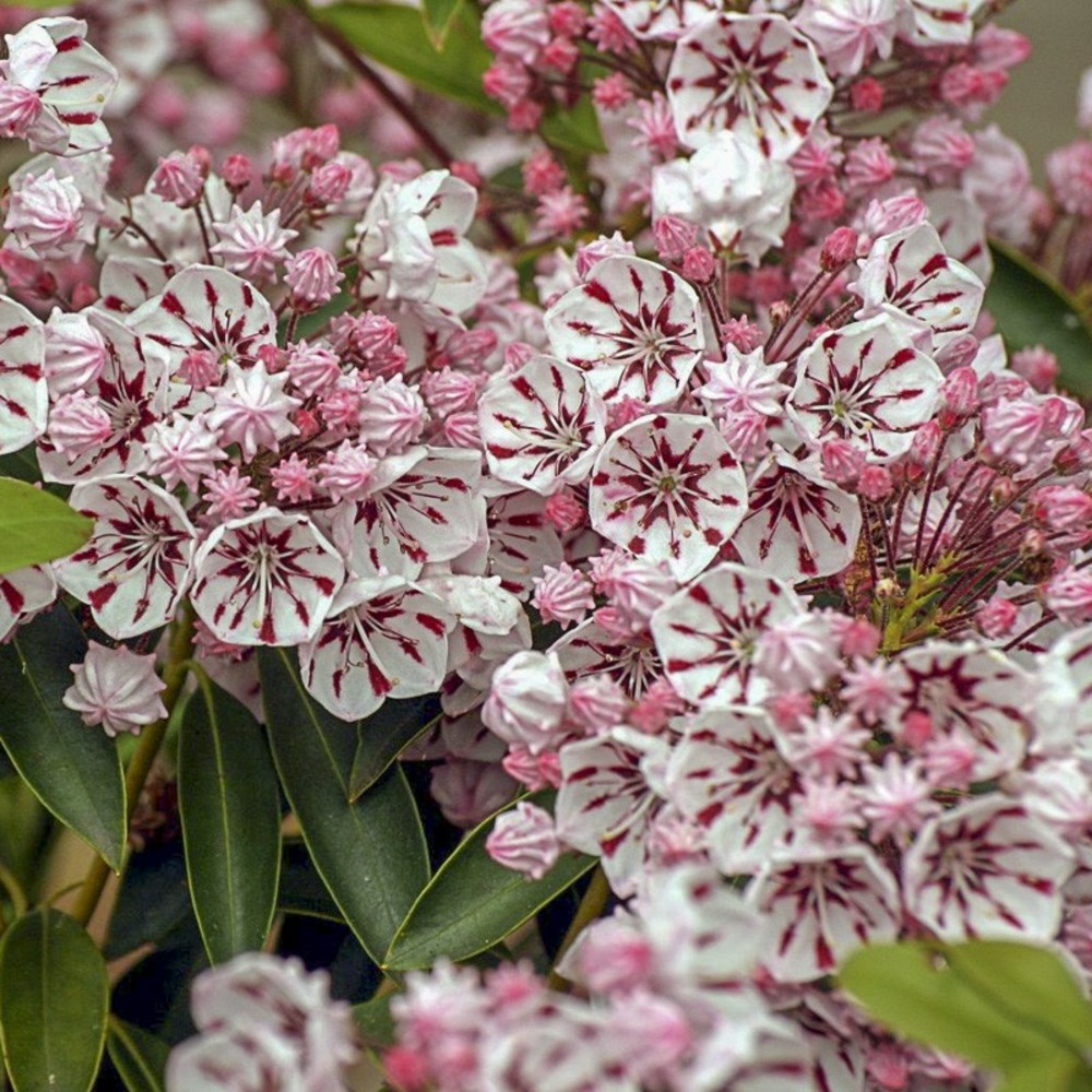 Laurier américain 'peppermint' pot de 3l/4l