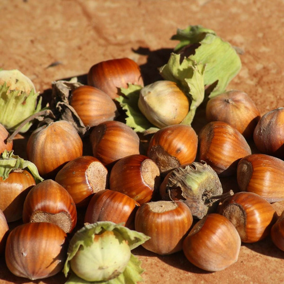 Noisetier webb's prize pot de 1,5l - 20/50 cm