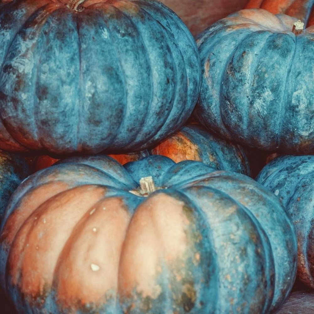 Graines de courge musquée d'hiver de provence - vilmorin sachet