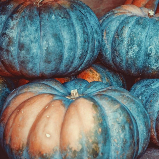 Graines de courge musquée d'hiver de provence - vilmorin sachet