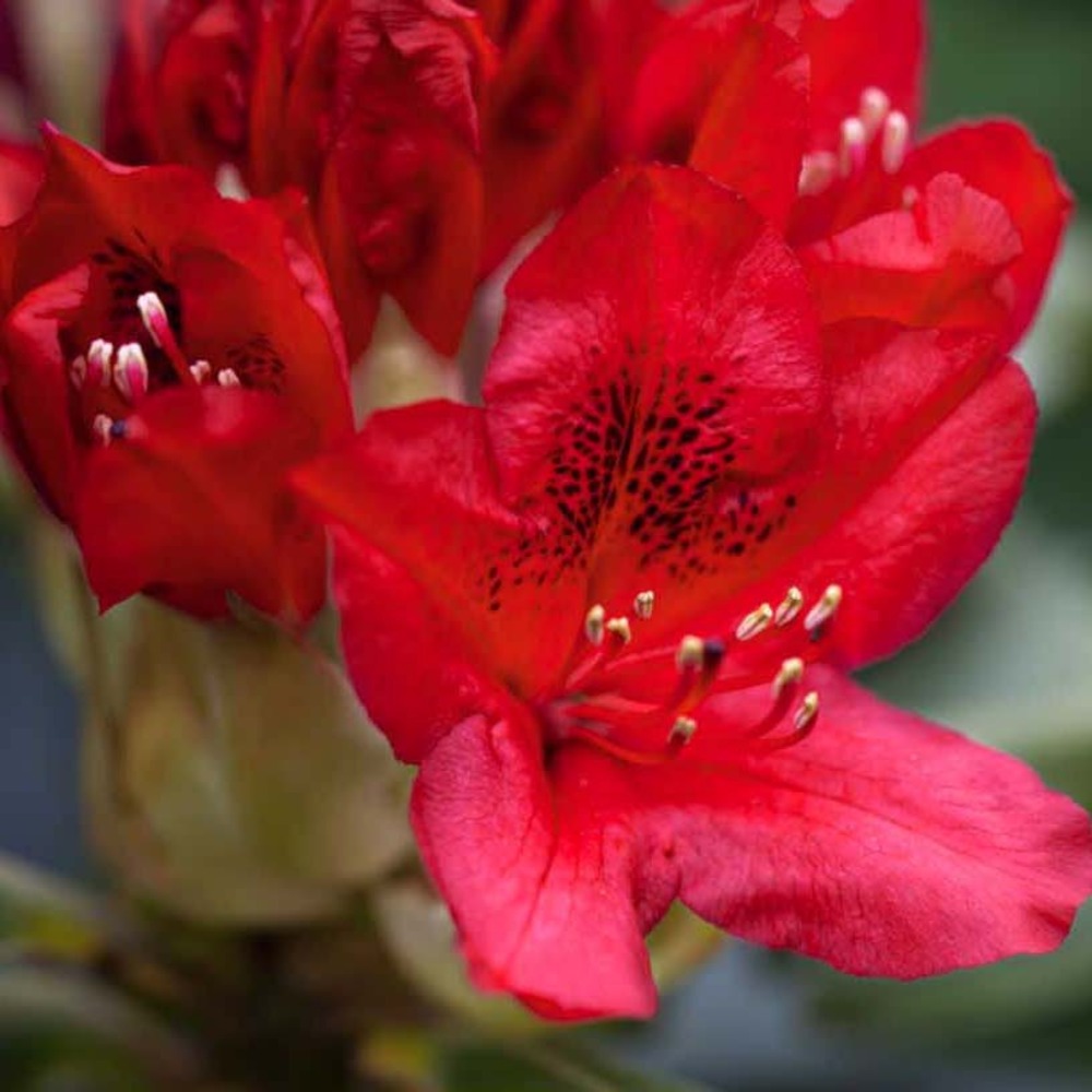 Rhododendron 'red jack' pot de 4l/5l