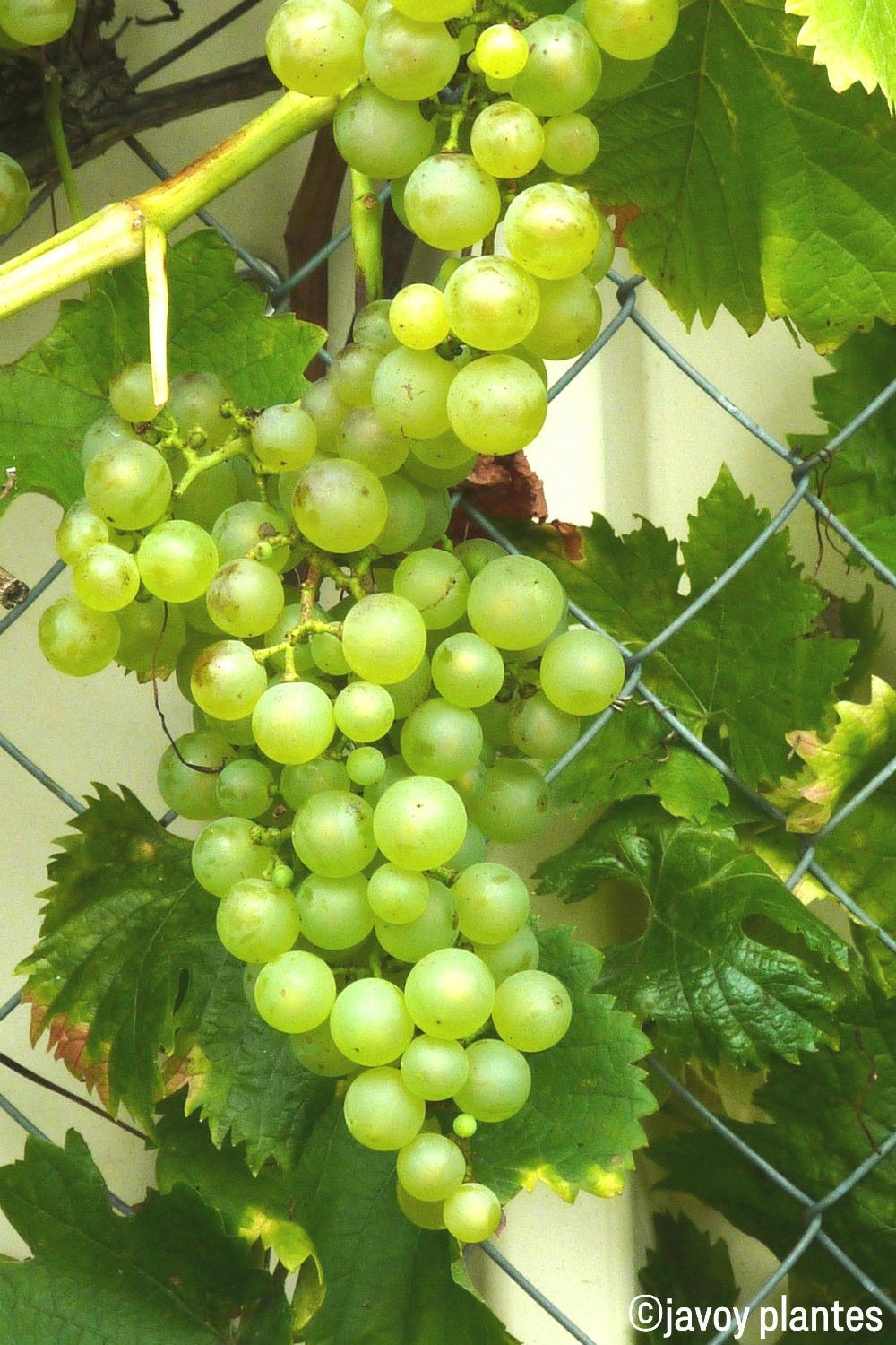 Vigne 'chasselas doré' - en pot de 1,5 litres