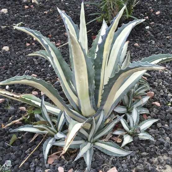 Agave 'mediopicta alba' pot de 2l/3l