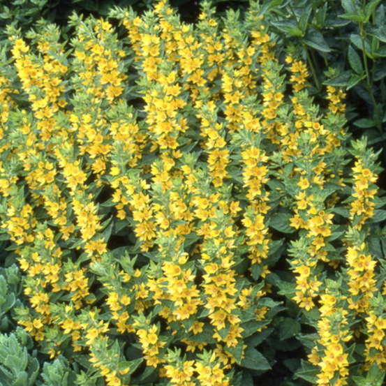 Lysimaque ponctuée lot de 9 godets