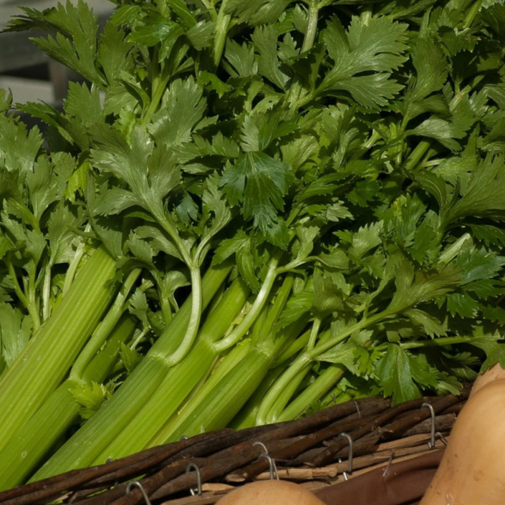 Plant de céleri branche lino barquette de 6 mottes