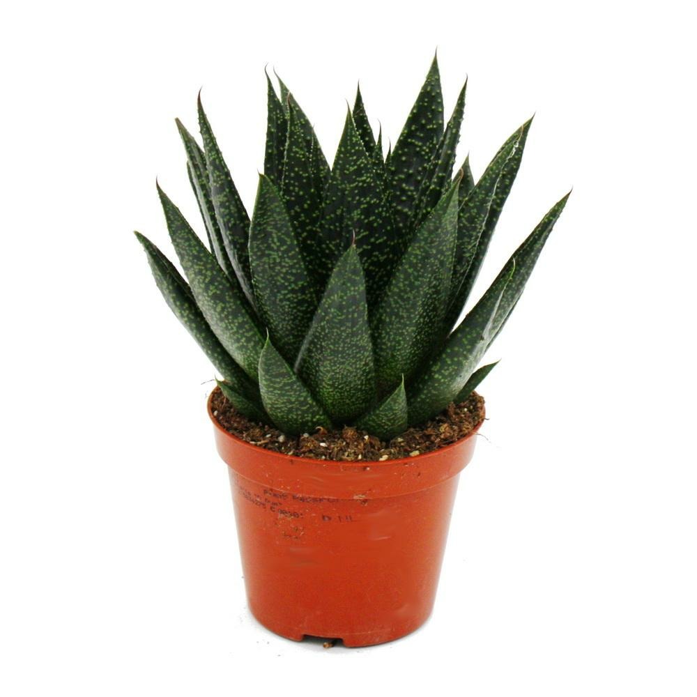 Succulente - gasteria d due - gasterie - pot 8.5cm