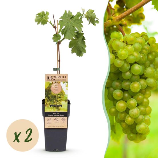 Vigne 'vroege laan' - pot 15 cm - hauteur 50 cm - plante d'extérieur
