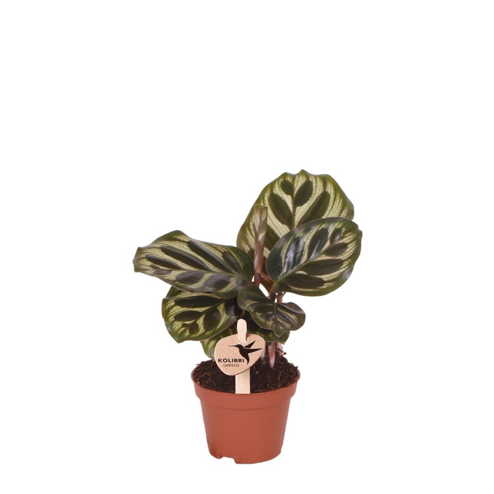Calathea makoyana - ø6cm - ↕16cm - plante d’intérieur