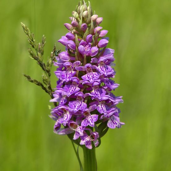 Orchis tacheté godet de 8/9 cm