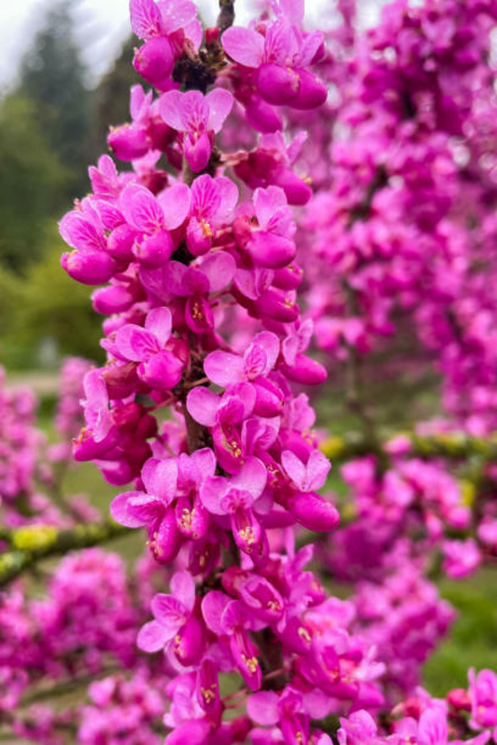 Cercis canadensis traveller c15l baliveau 150/250 cm (hors pot)