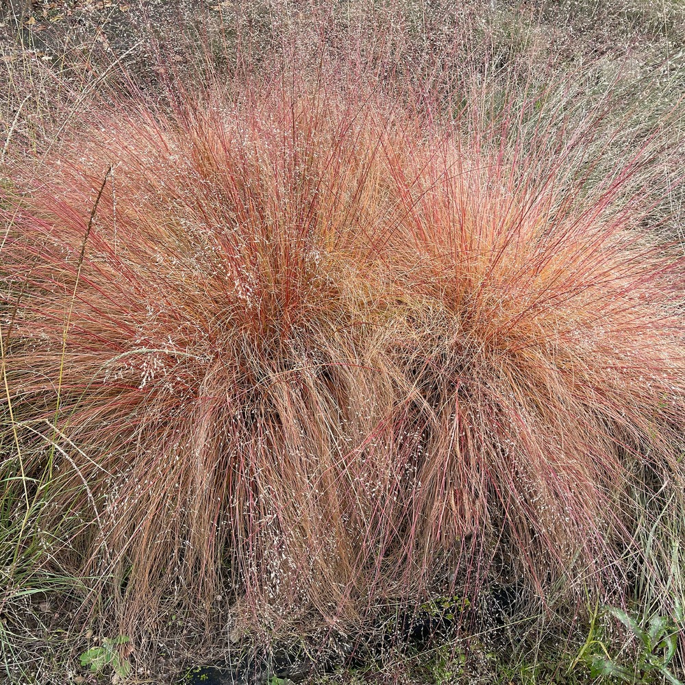 Sporobole à glumes inégales - le pot / ø 9cm