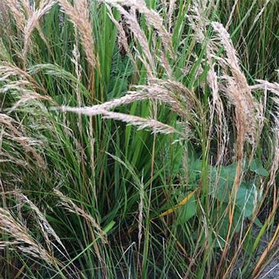 Stipa calamagrostis godet de 8/9 cm
