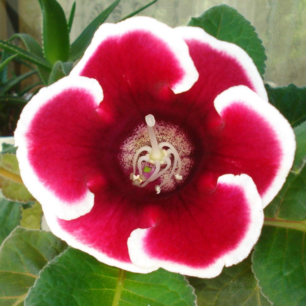 Gloxinia 'empereur frédéric' bulbe calibre 5+