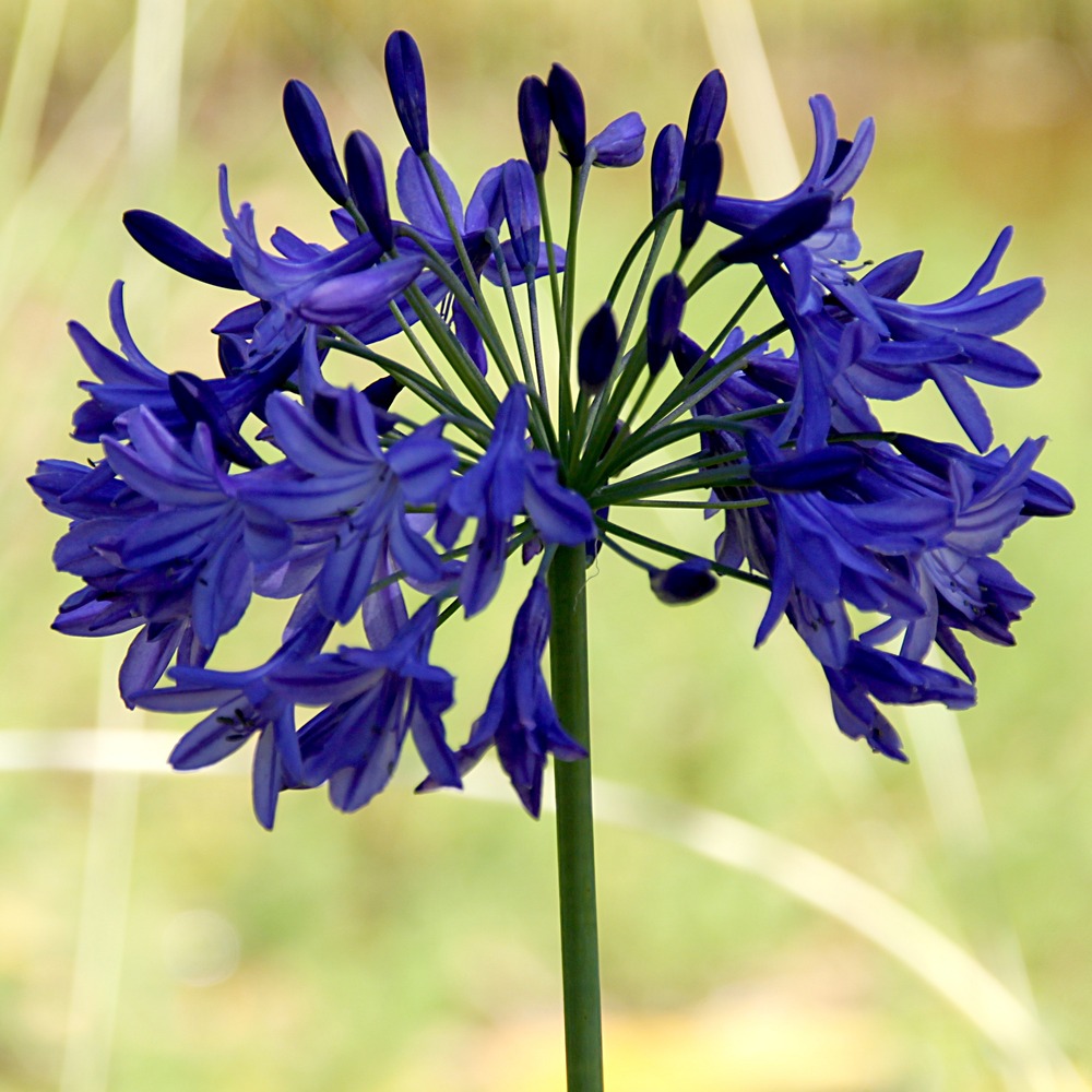 Agapanthe 'sunfield' pot de 2l/3l