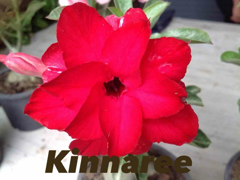 Adenium obesum cv.kinnaree caudex d'environ 300g 20/25cm