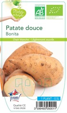 Patate douce bonita -plant ab  en  pot 0.5 l- plante du jardin