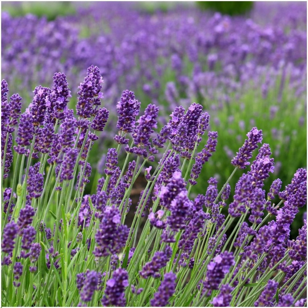 Lavande angustifolia felice® x 24