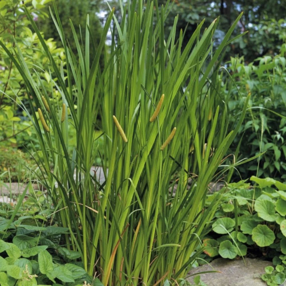 Acore odorant calamus, acorus lot de 5 godets