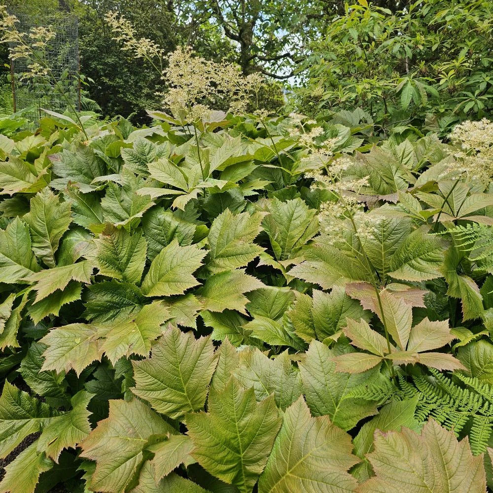 Rodgersie à feuilles de podophylle lot de 9 godets