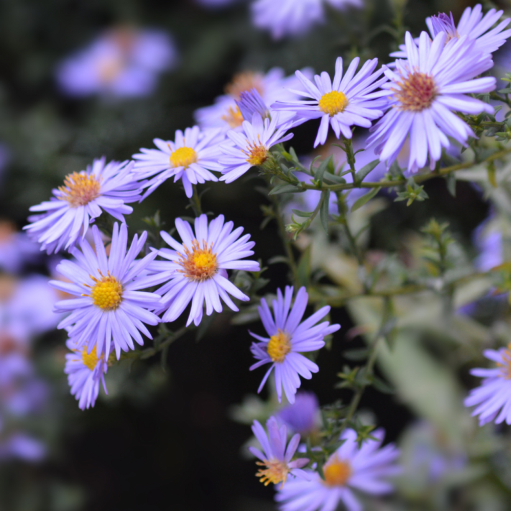 Aster dumosus prof. Anton kippenberg - 5/10 cm godet de 9 cm - bleu