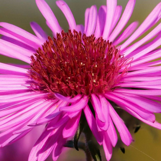 Aster grand d'automne andenken an alma pötschke, aster novi-belgii lot de 3 godets