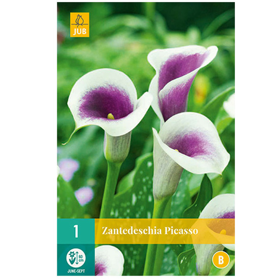 1 bulbe d'arum picasso violet