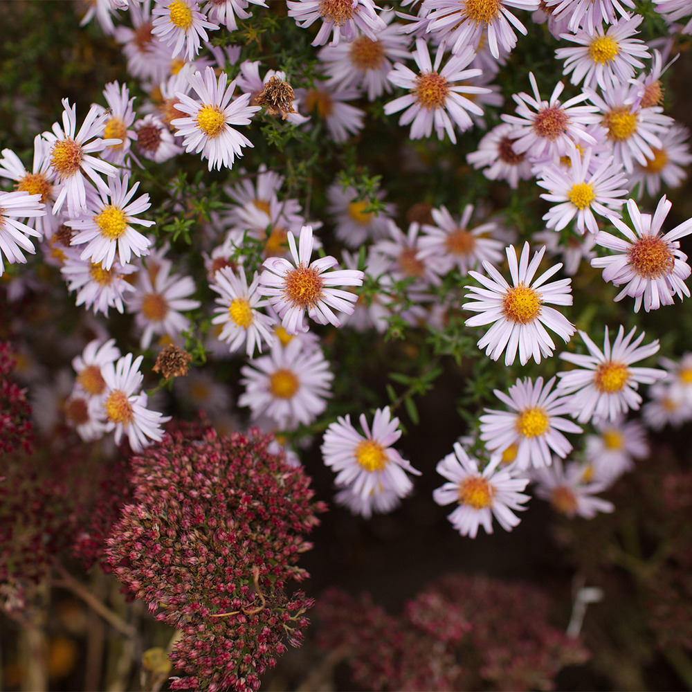 Lot de 6 - aster apollon - marguerite la saint-michel - h. 10-20 cm