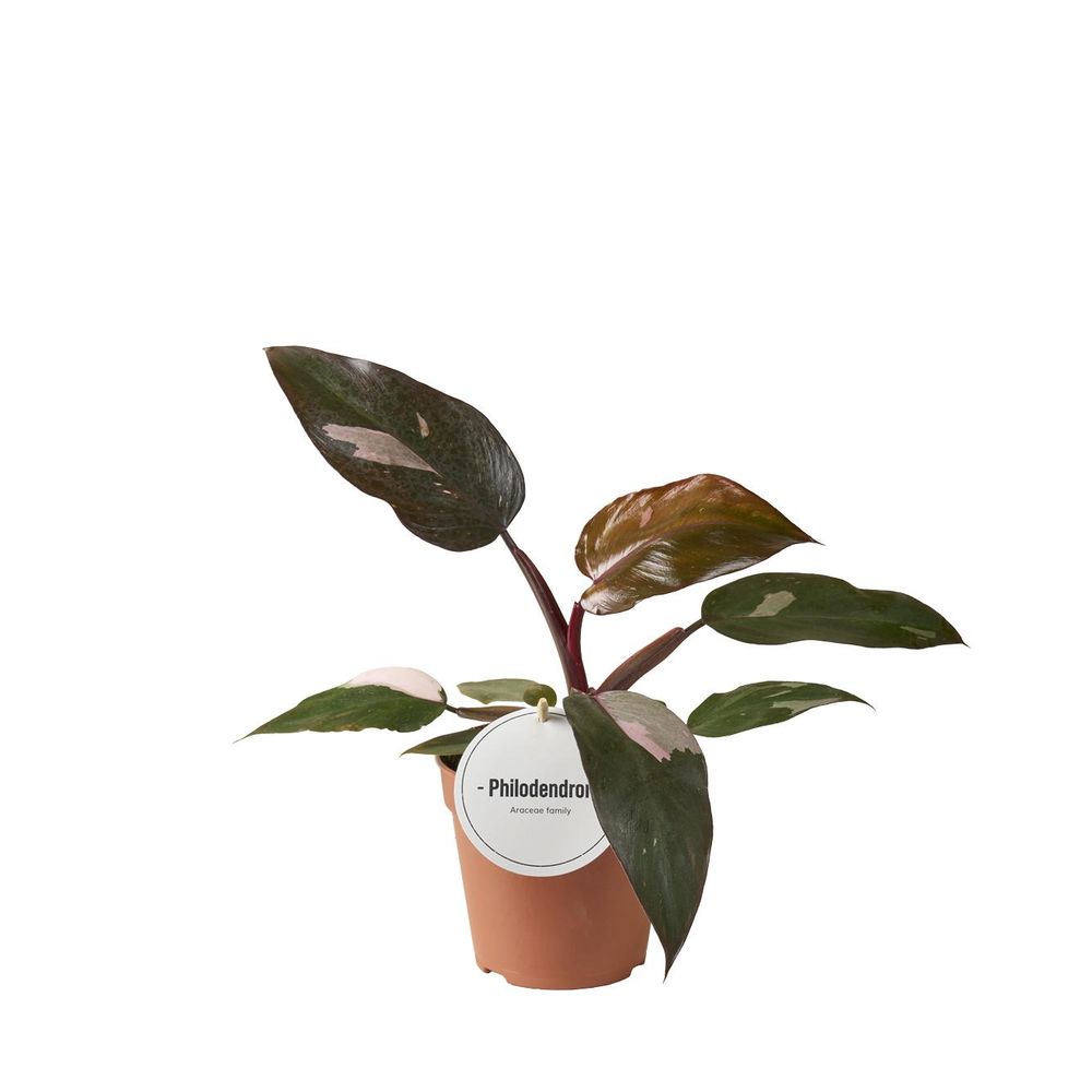 Philodendron burgundy princess - ø12cm - ↕25cm - plantes d'intérieur