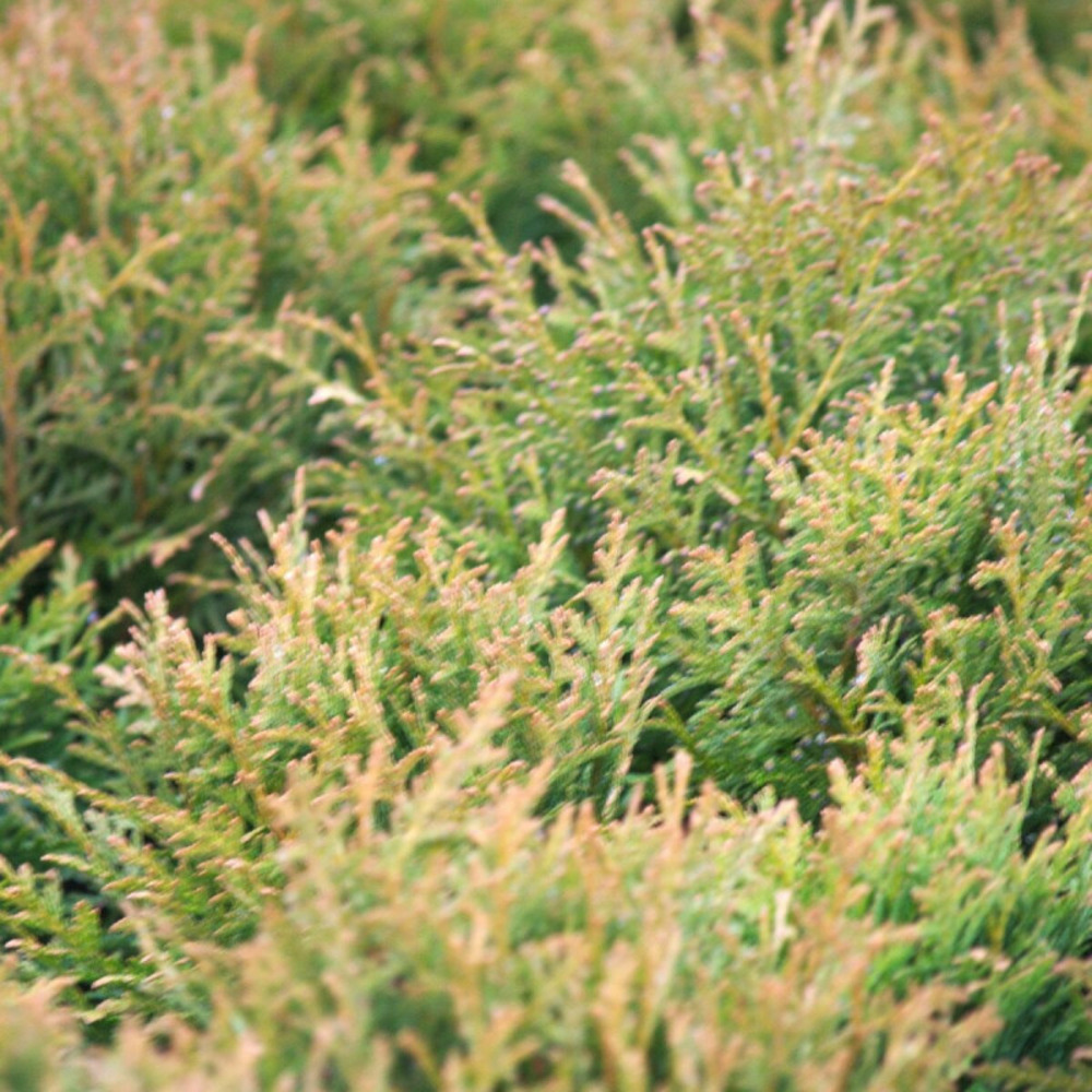 Thuya du canada danica, thuja occidentalis pot de 3l - 20/40 cm